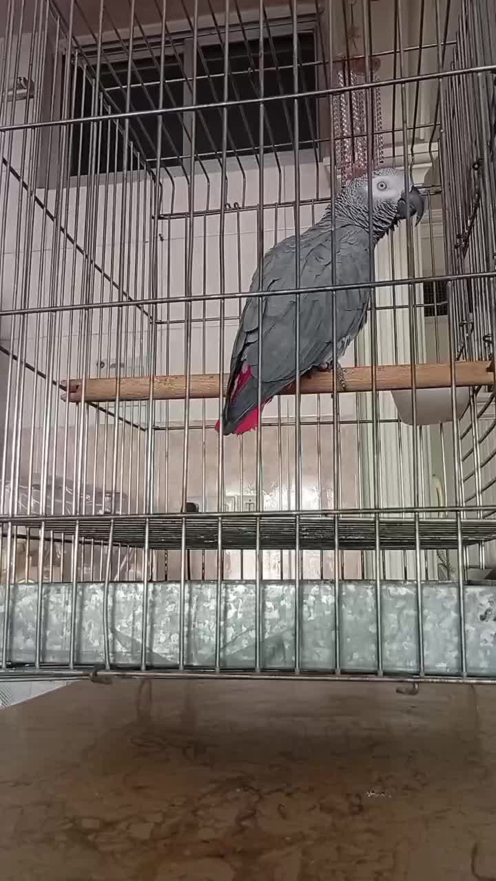 کاسکو نابغه مشهد|پرنده|تهران, شهرک استقلال|دیوار