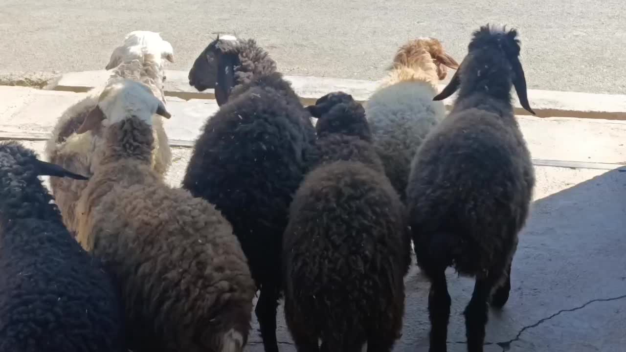 گوسفند7بره شیرمست نروماده|حیوانات مزرعه|کرج, خرمدشت|دیوار