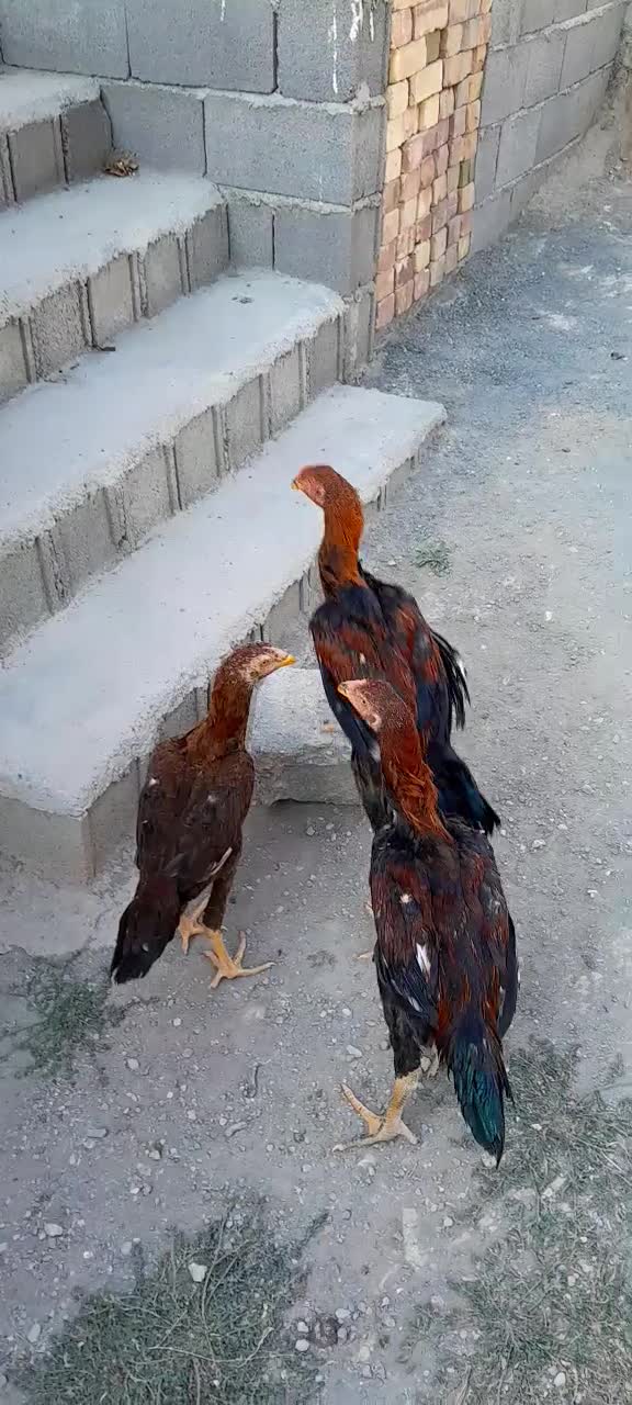 جوجه لاری|حیوانات مزرعه|رشت, گلسار|دیوار