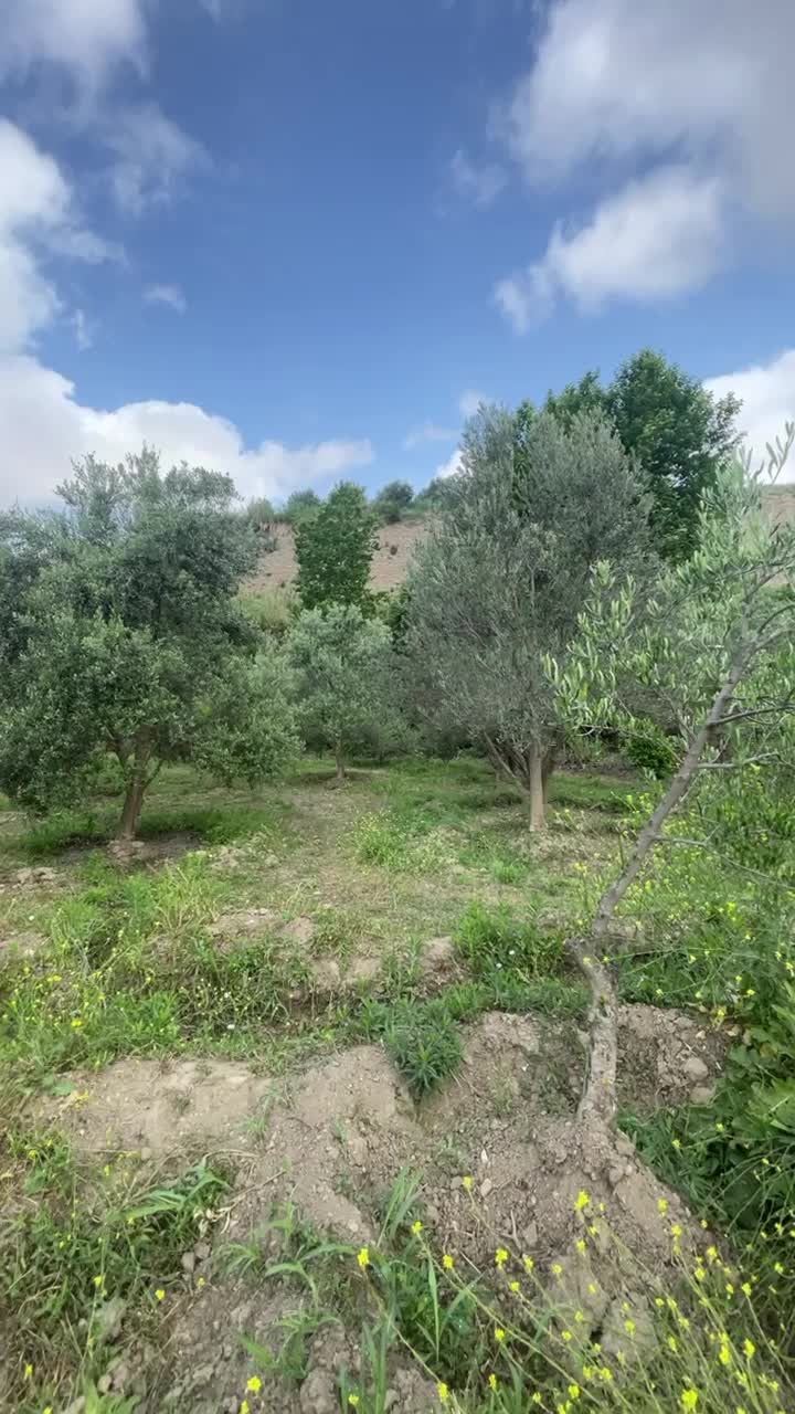 فروش ۵ قطعه باغ زیتون جاده کلتان شیرین سودارای آب|فروش دفتر صنعتی، کشاورزی، تجاری|طارم, |دیوار