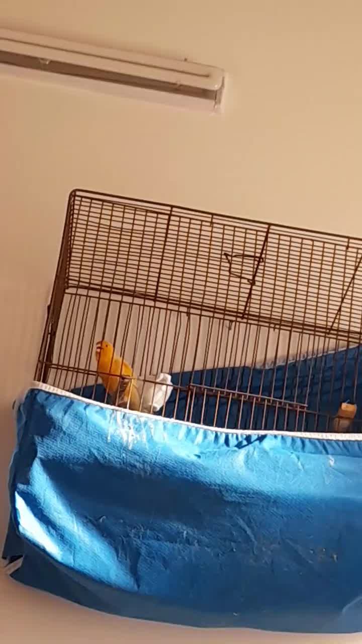 قناری نر مست شلاقی|پرنده|هشتگرد, فاز ۷ مهستان|دیوار