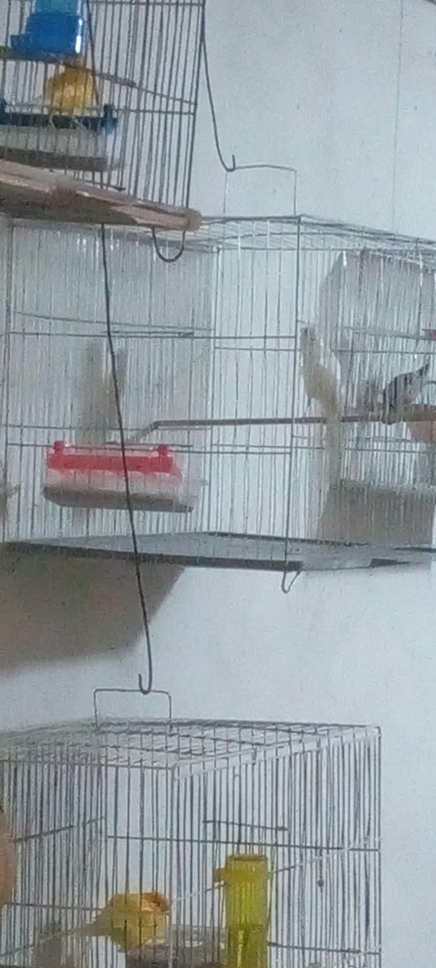 قناری نرو ماده|پرنده|رشت, دیانتی|دیوار