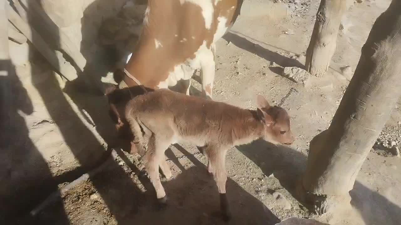 گاو با گوساله|حیوانات مزرعه|دزپارت, |دیوار