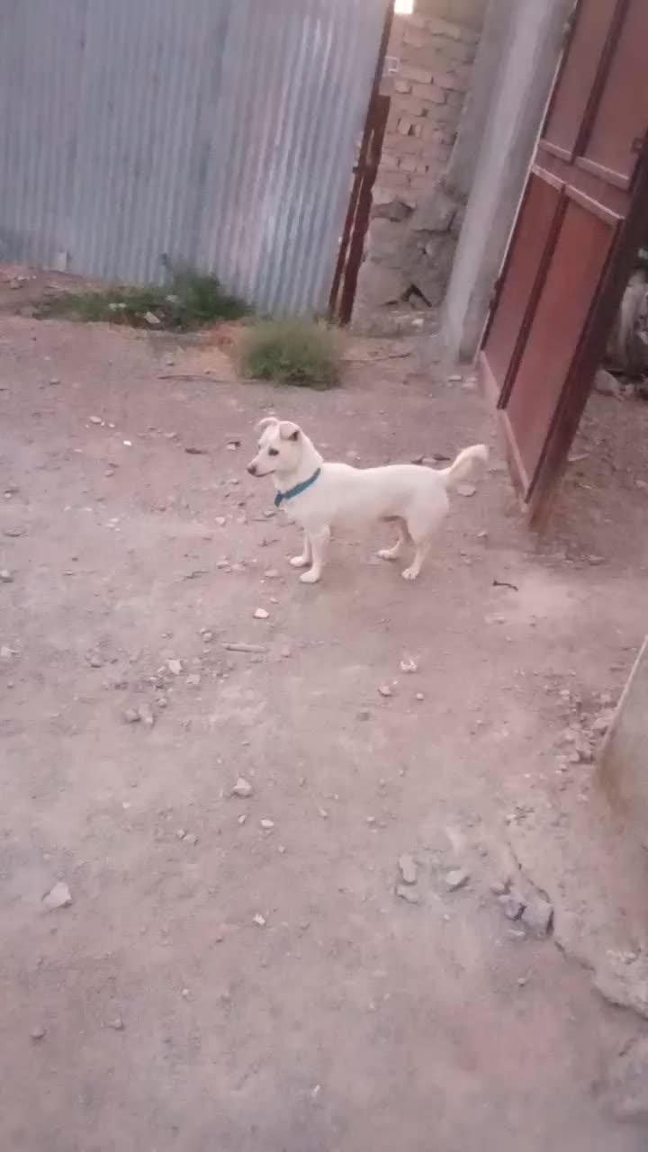 سگ پا کوتاه|سگ|آبیک, |دیوار