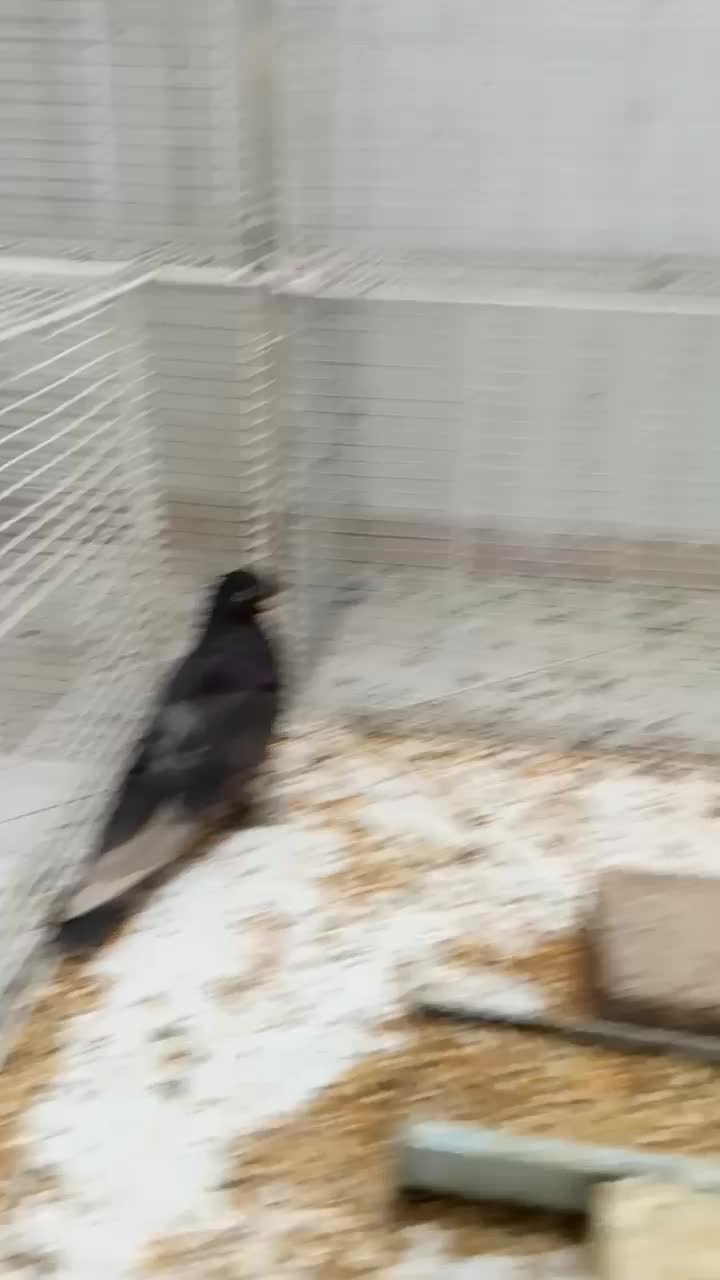 کبوتر|پرنده|اصفهان, لیمجیر|دیوار