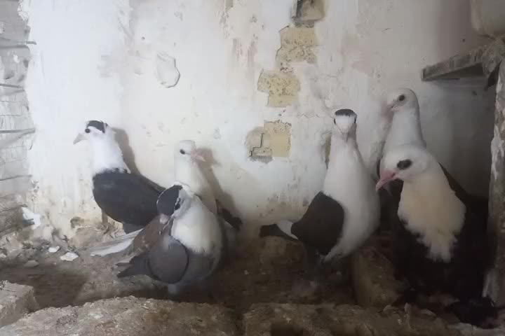 کبوتر کلاغ کاکلی پاک و کلاغ کربلایی|پرنده|گلبهار, شهر جدید گلبهار|دیوار