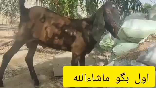 نریز پنجاب درجه یک|حیوانات مزرعه|هیدوچ, |دیوار