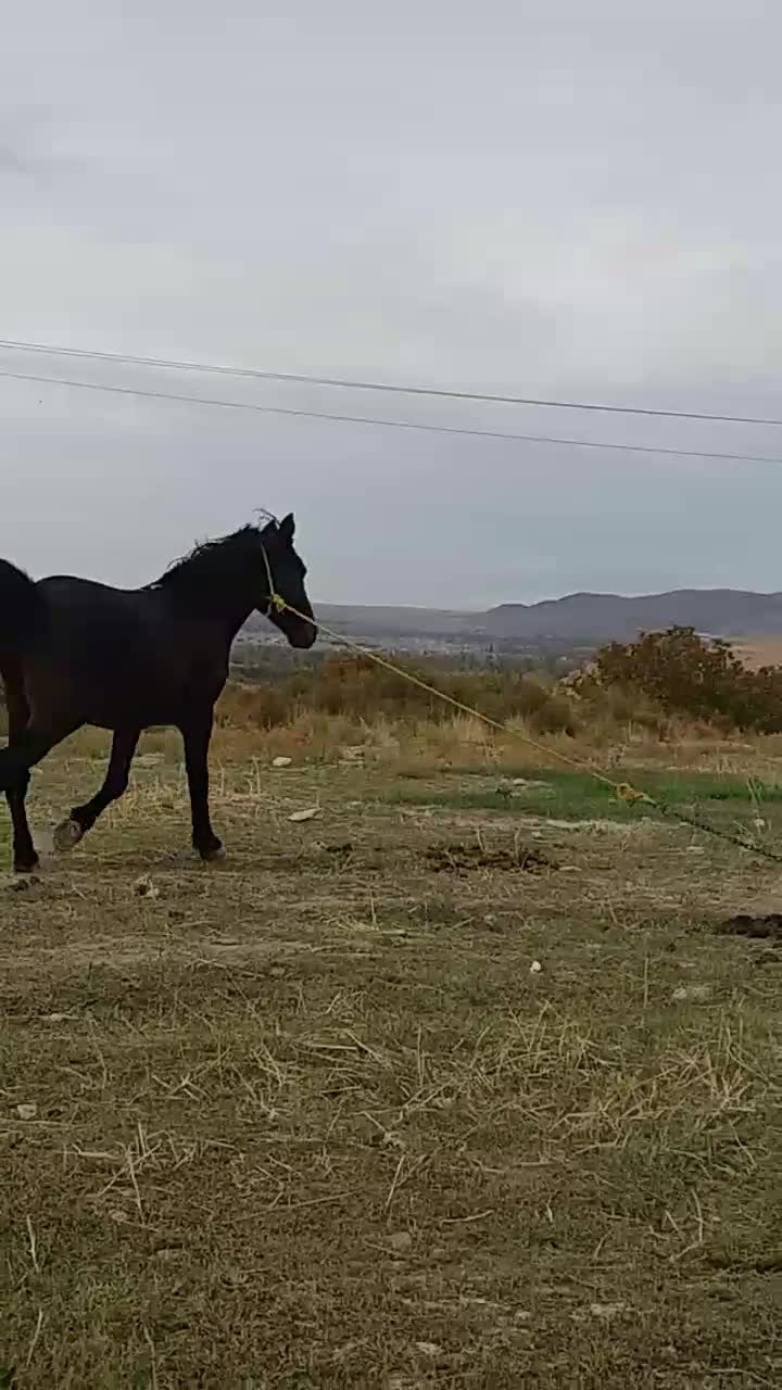 فروش اسب نریان|حیوانات مزرعه|قره ضیاالدین, |دیوار