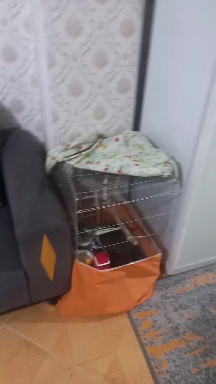 عروس هلندی نر مست مست سالم وسرحال|پرنده|تهران, راه آهن|دیوار