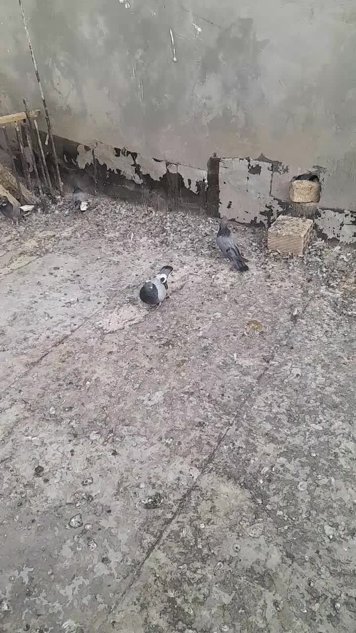 کبوتر گلی پر|پرنده|لاران, |دیوار