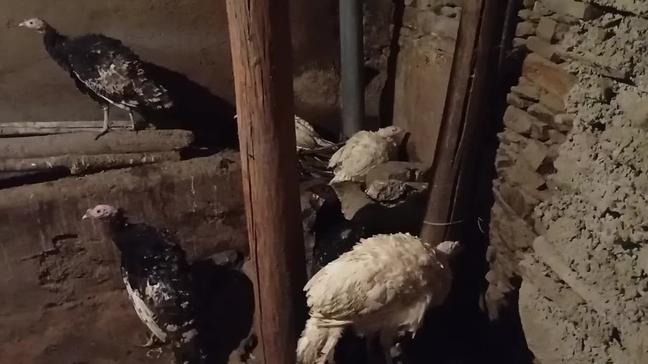 باغلمون|حیوانات مزرعه|طرقبه, |دیوار