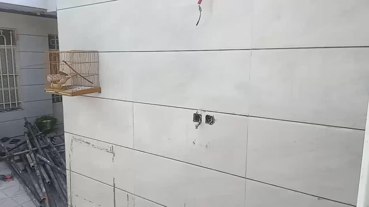 سرامیگ  کار . کاشی  کاری|خدمات پیشه و مهارت|مشهد, اروند|دیوار