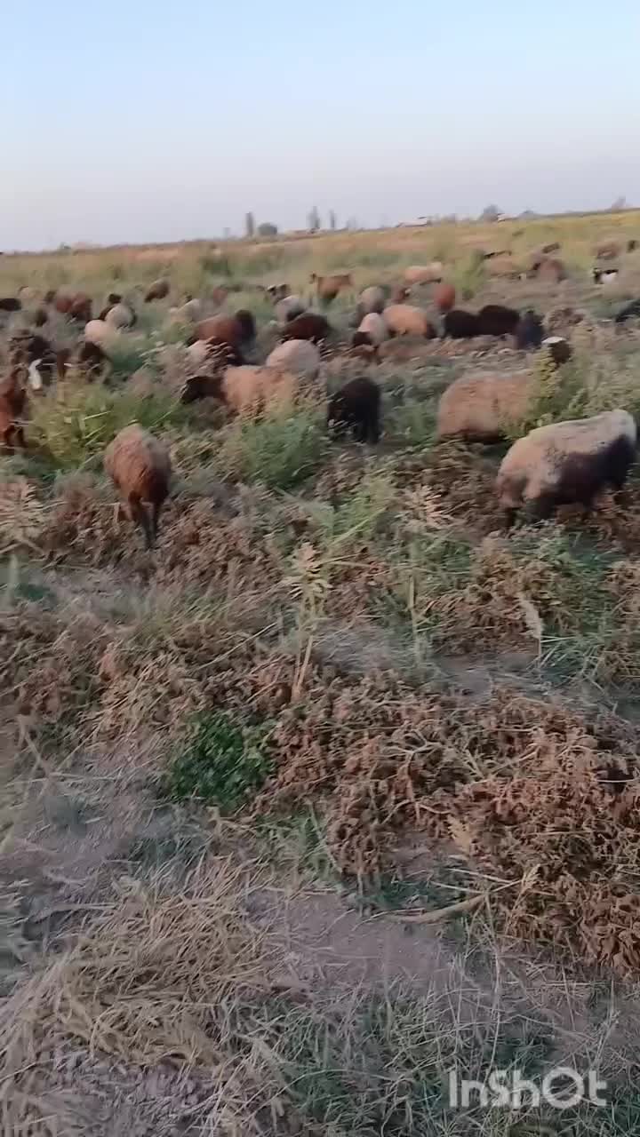 گوسفند شال یکجا بفروش میرسد|حیوانات مزرعه|شال, |دیوار