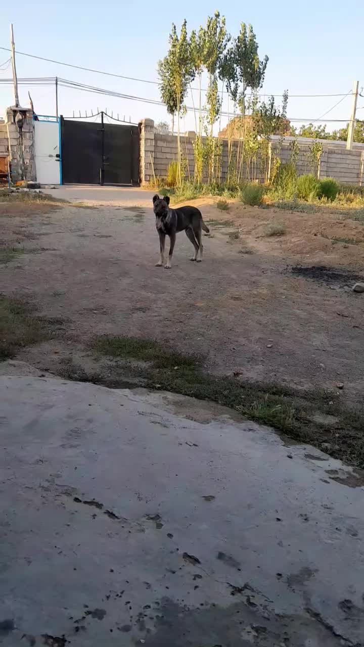 سگ سرابی نر قیمت ۴ میلیون|سگ|ارشق, |دیوار