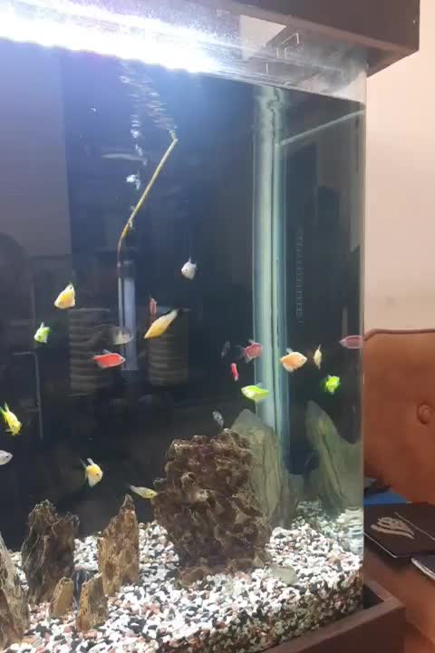 آکواریوم شیشه خم شرکتی|ماهی|رباطکریم, رباطکریم|دیوار