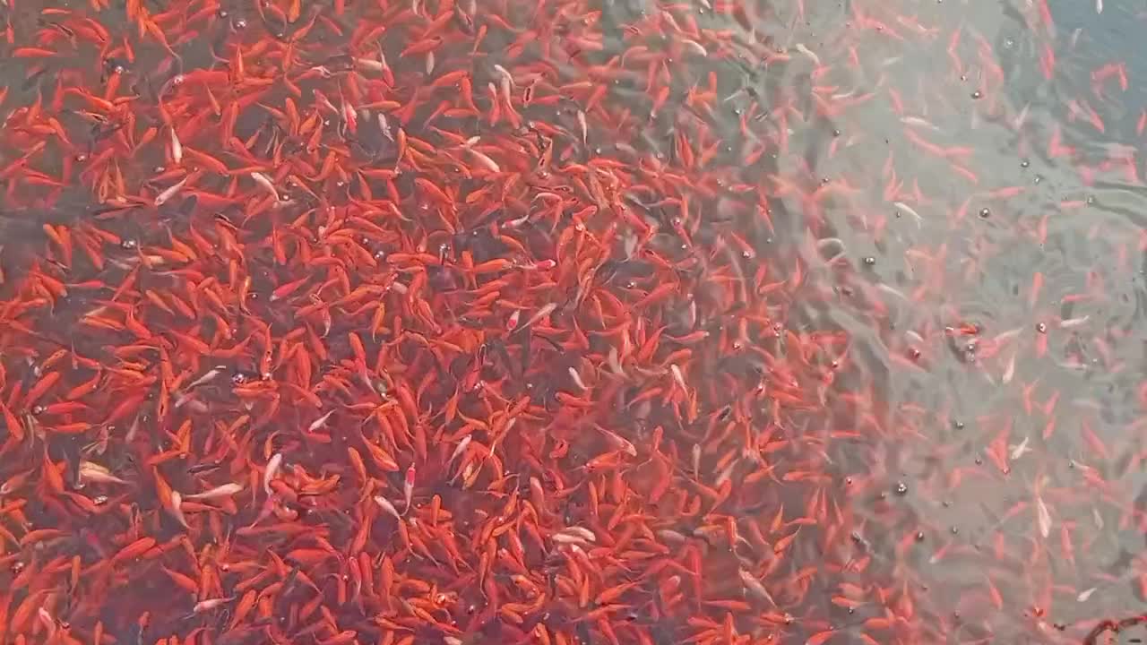 ماهی قرمز و کالیکو|ماهی|رشت, یخسازی|دیوار