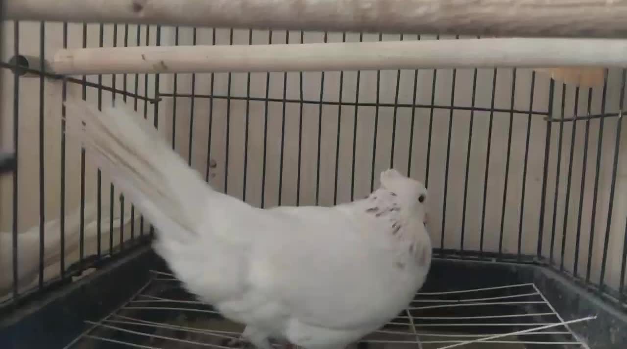 طوقی نرکرم خال قهوه ای|پرنده|فولادشهر, مسکن مهر فولادشهر|دیوار