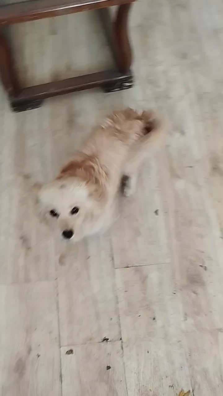 ژرمن اشپیتز یک ساله|سگ|باقرشهر, |دیوار