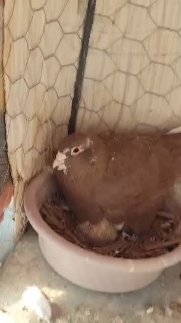 گمشده|پرنده|جهرم, |دیوار