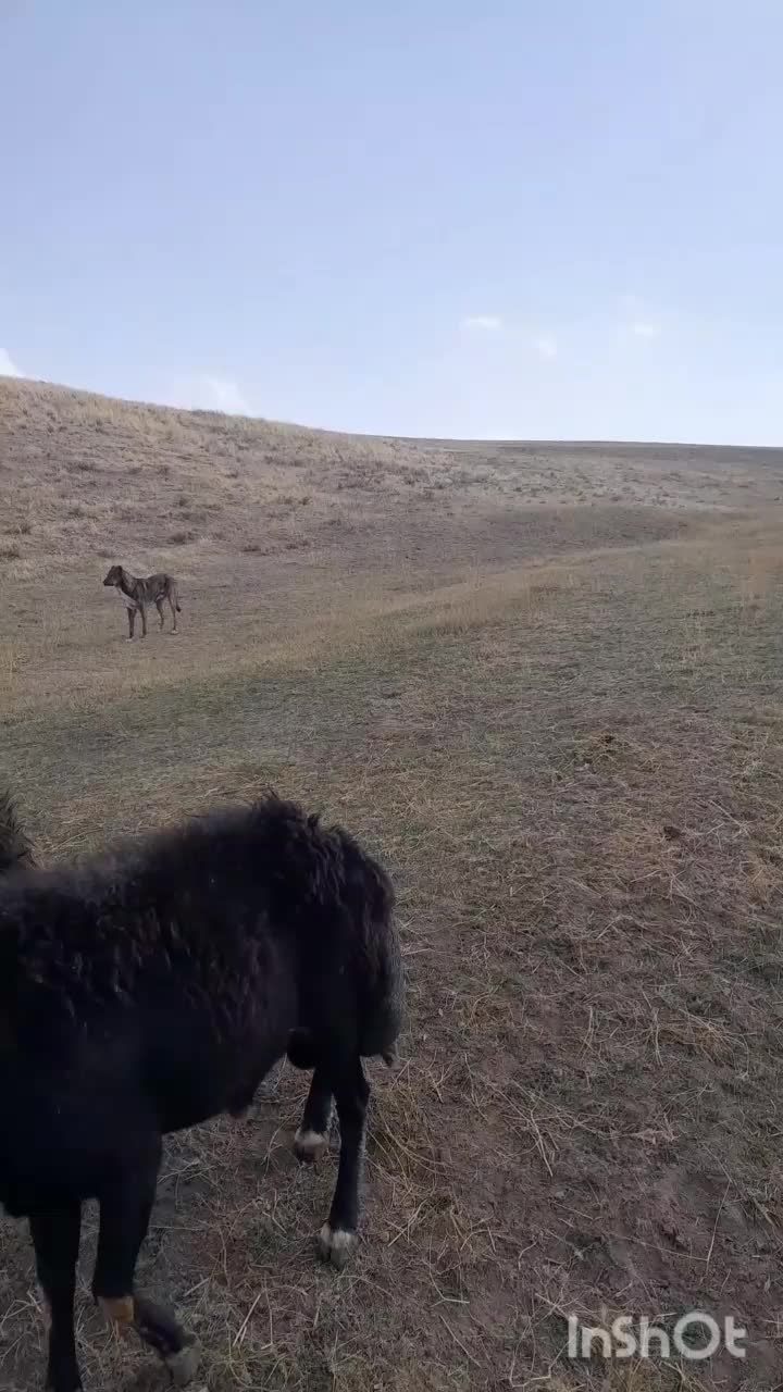 سگ سرابی|سگ|ورزقان, |دیوار