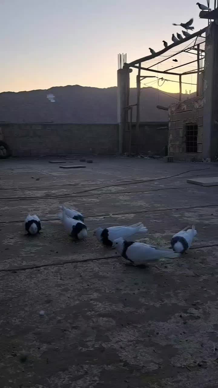 طوقی|پرنده|پیر بکران, |دیوار