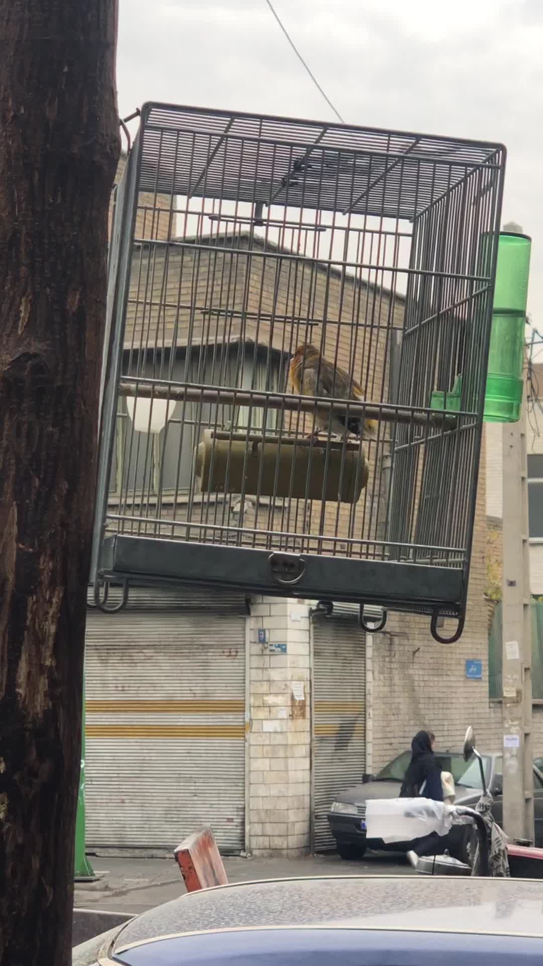 سهره قناری قرص|پرنده|تهران, کوثر|دیوار