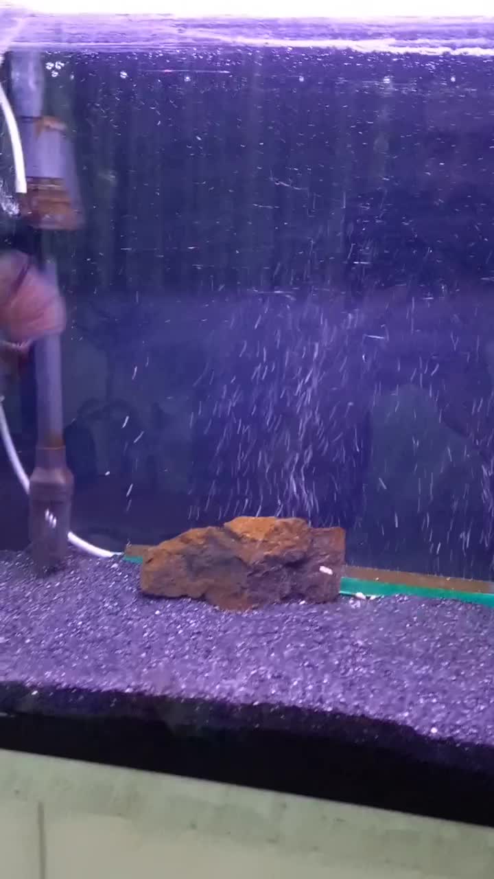 ماهی فلاور خاص و تک|ماهی|قم, شاه ابراهیم|دیوار