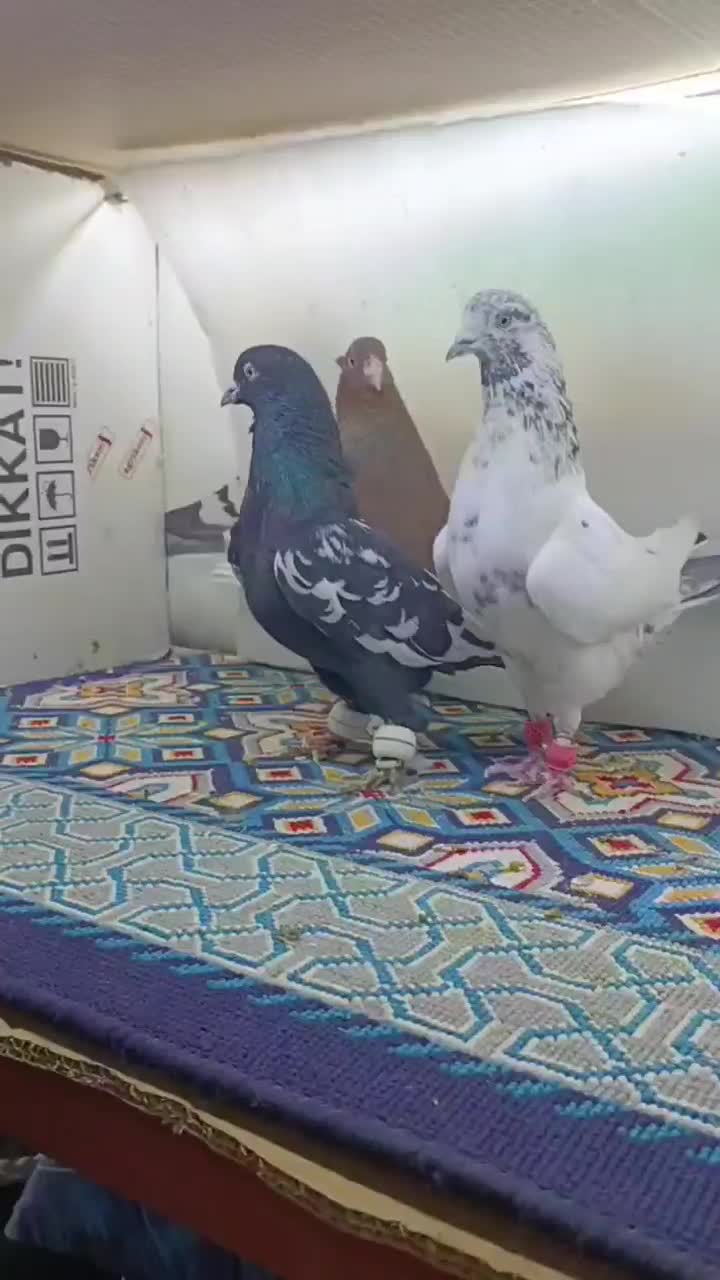 3تا نر پرشی کفتر بوم|پرنده|مشهد, هفده شهریور|دیوار