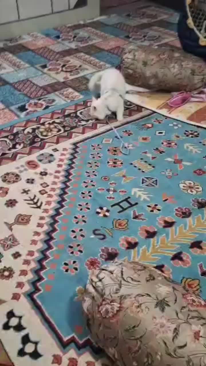 گربه|گربه|چابهار, |دیوار