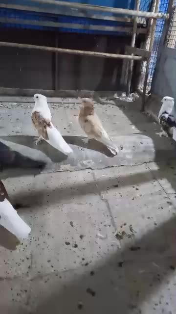 کفتر نقش و پرشی اصیل تهران|پرنده|یزد, |دیوار