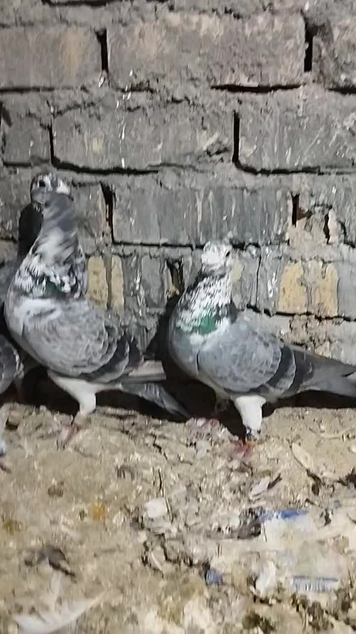 کبوتر|پرنده|تربتحیدریه, پایانه مسافربری تربت حیدریه|دیوار