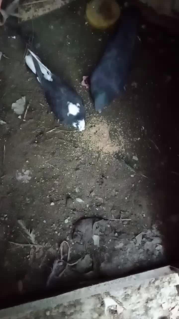 کبوتر|پرنده|انزل, |دیوار