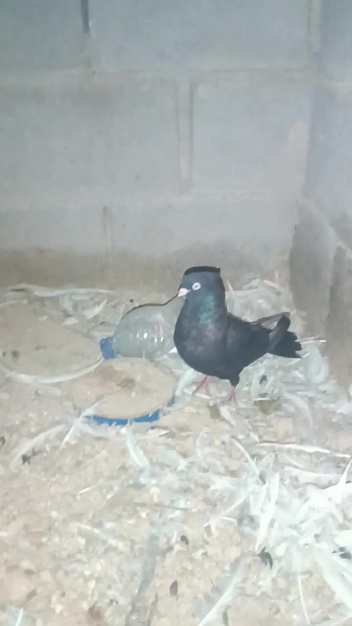 2000000|پرنده|ایذه, |دیوار