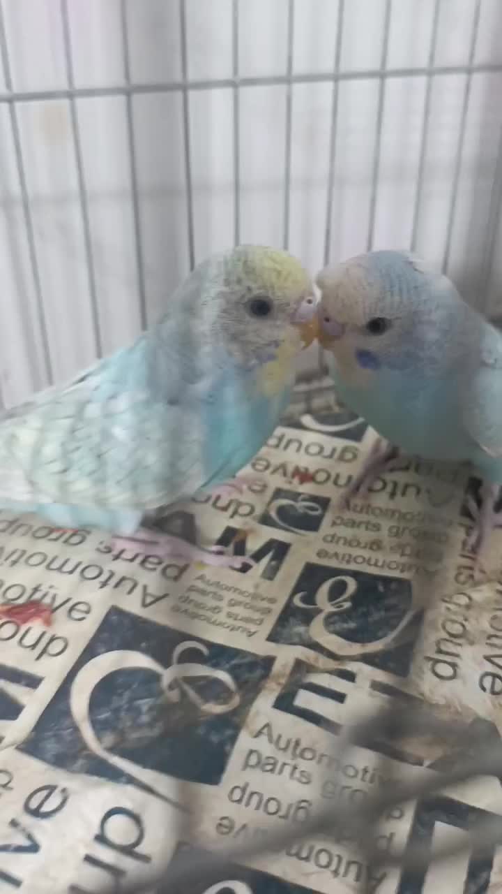 جفت مرغ عشق رینبو و سرلاکی  پروانه ای|پرنده|ایرانشهر, |دیوار