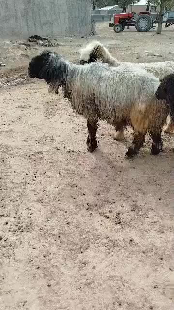 قوچ|حیوانات مزرعه|رودشت (چهارمحال و بختیاری), |دیوار