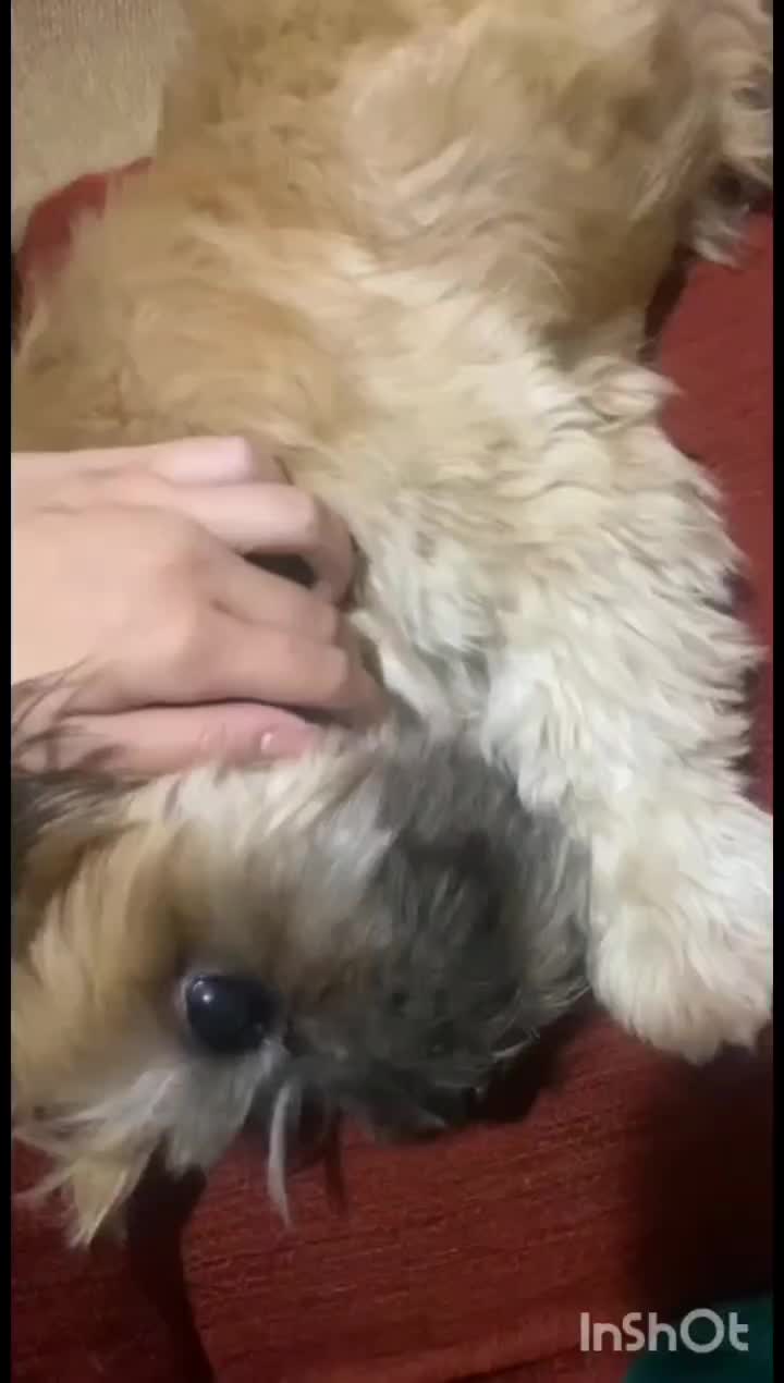 واگزاری سگ|سگ|گرگان, |دیوار