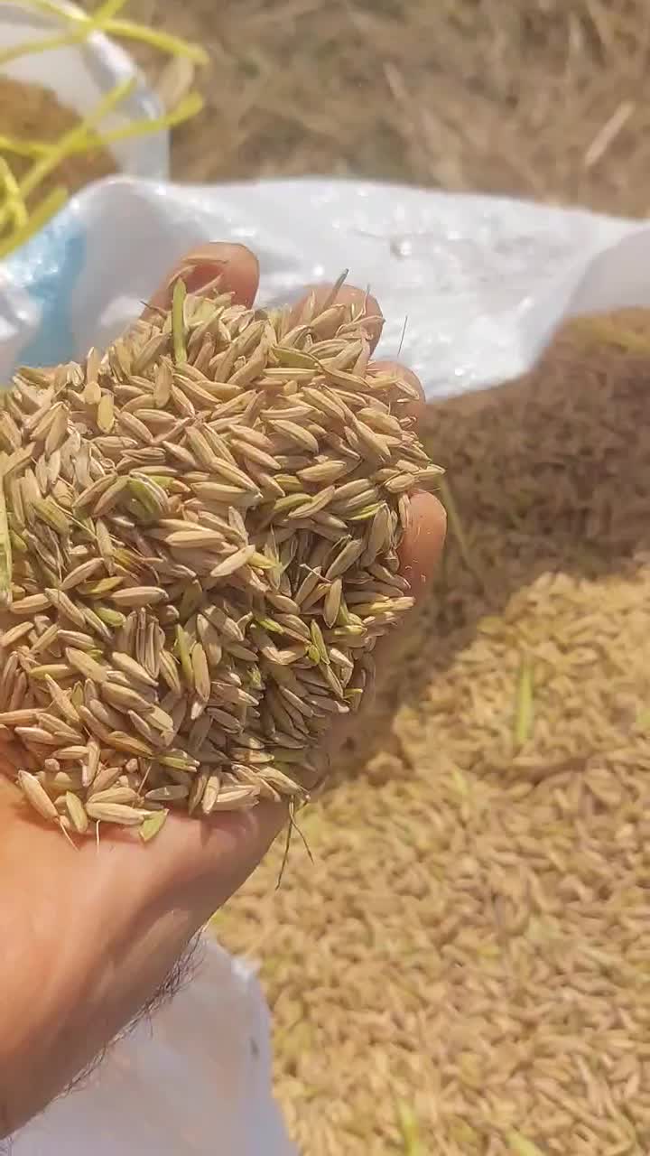 برنج شمال به صورت عمده خرده|عمده‌فروشی|زرگرشهر, |دیوار