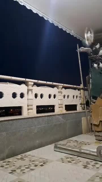 کبوتر پرشی|پرنده|بافت, |دیوار