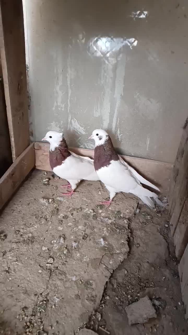 یه جفت طوقی قرمز|پرنده|میاندوآب, |دیوار