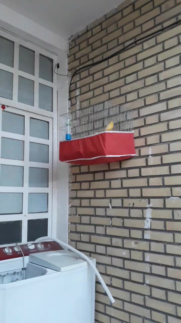 قناری زرد|پرنده|بهبهان, |دیوار