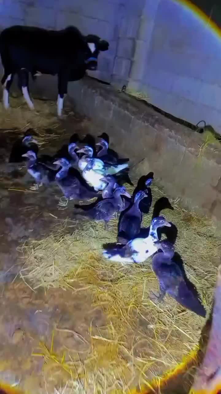 اردک اسراییلی|حیوانات مزرعه|شاندرمن, |دیوار