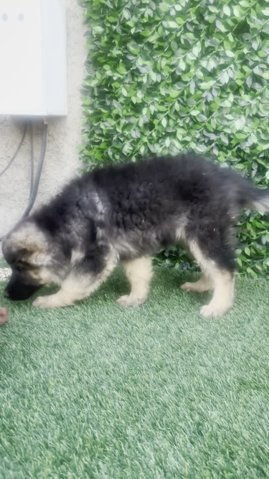 ژرمن شپرد و دوبرمن|سگ|تهران, شهرک غرب|دیوار