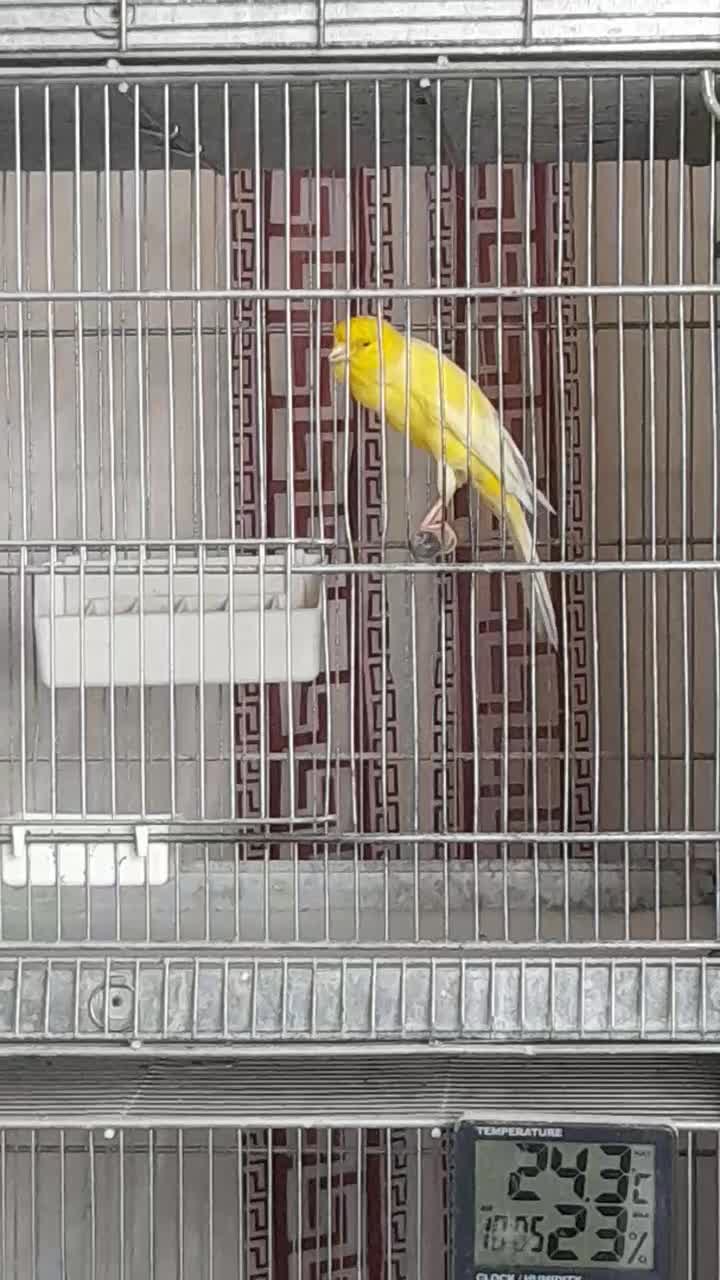 قناری نررسمی بلندمست|پرنده|شاهینشهر, نبوت|دیوار