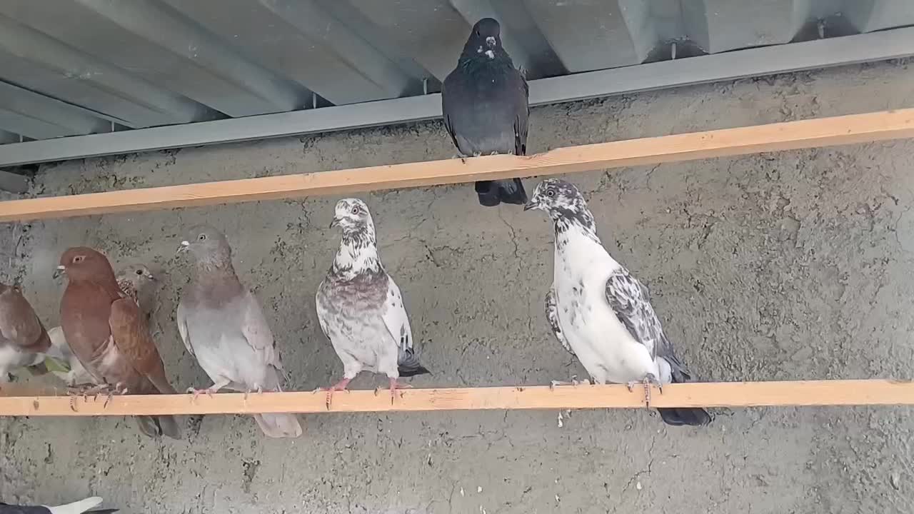 غریب گیری|پرنده|وحیدیه, |دیوار