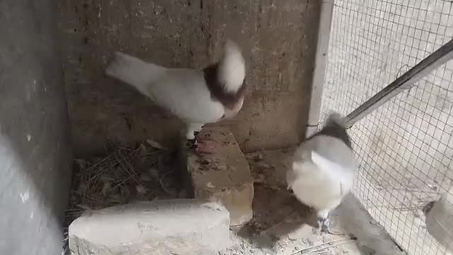 یک جفت کبوتر طوقی سرخ|پرنده|مبارکه, |دیوار