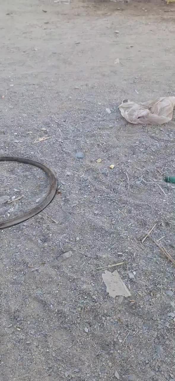 ۲۸گوسفند زاییده و۱۰گوسفند آبستن و۱۱بره پارسالی|حیوانات مزرعه|زاهدان, |دیوار