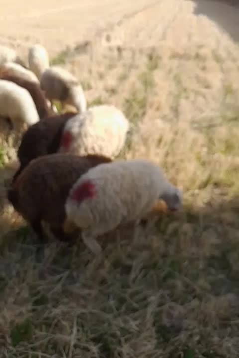 ۱۳ راس بره نروماده سبک وزن|حیوانات مزرعه|گلپایگان, |دیوار