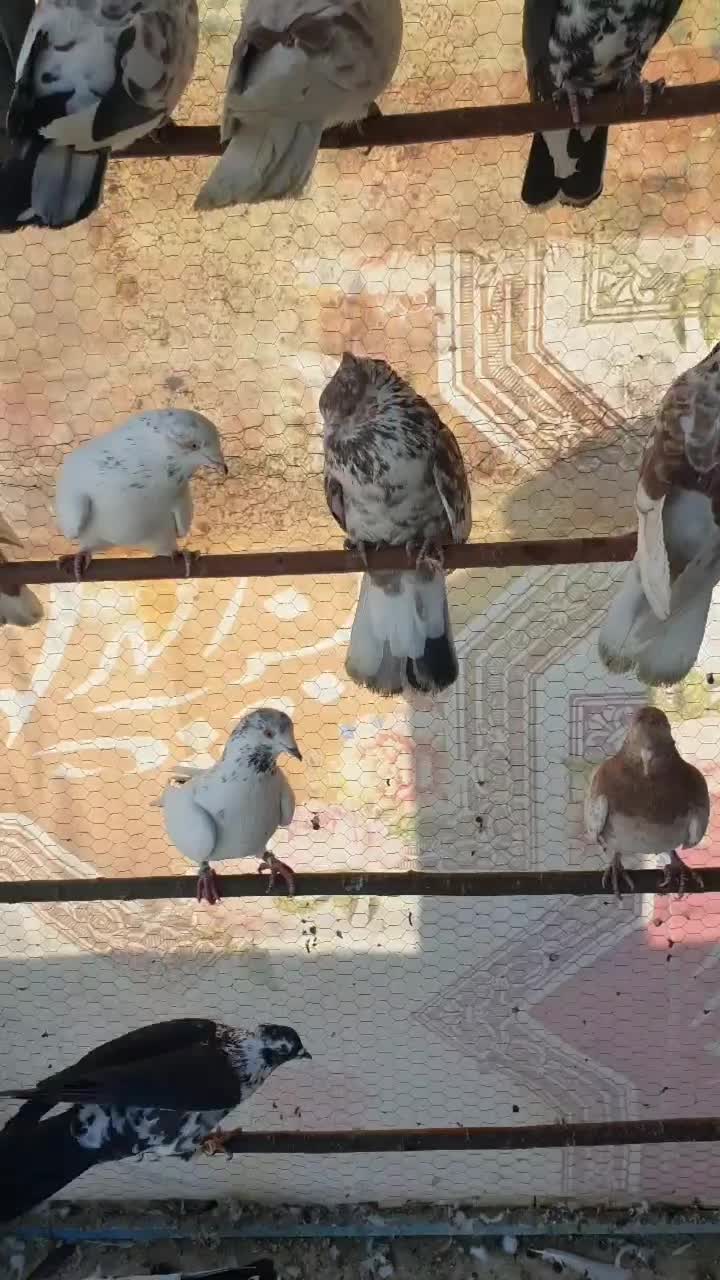 دوتا نر مست قلمکار|پرنده|اصفهان, سرشبادران|دیوار