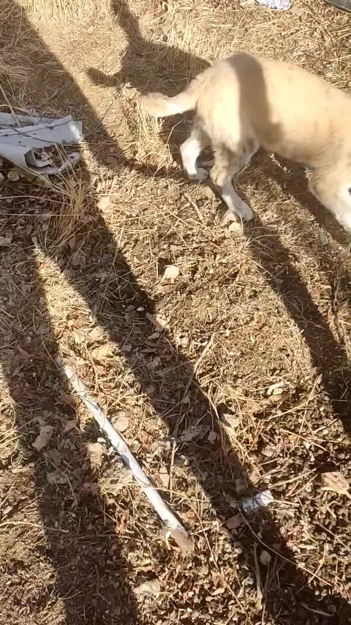 توله ماده|سگ|ورزقان, |دیوار