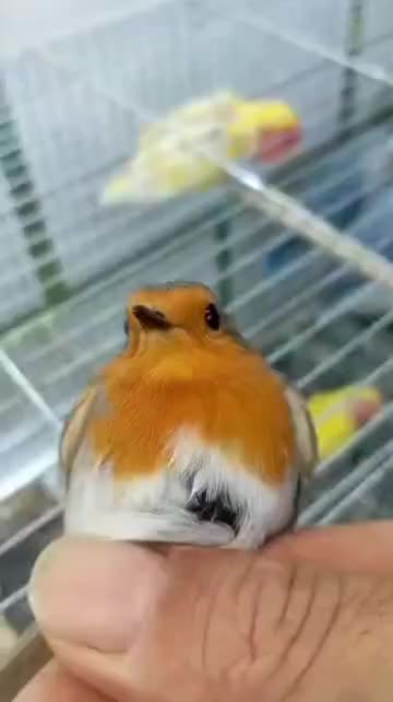 سهره گلبسر وسهره ببری وسهره سبزوسینه سرخ|پرنده|امیدیه, |دیوار